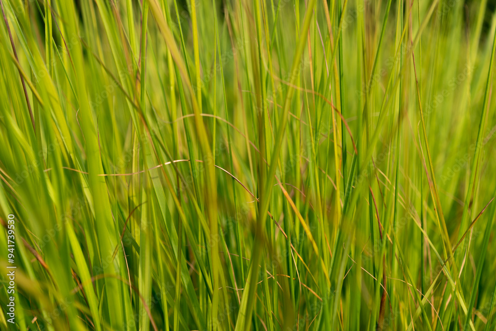 Tall green grass, close-up. Natural background. Tall green grass, close-up. Natural background.