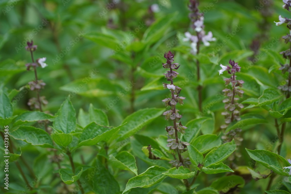 Purple basil flower in natural light, herb Purple basil flower in natural light, herb
