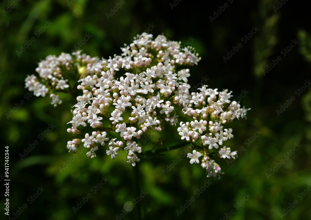Echter Baldrian, Arzneibaldrian; Großer Baldrian; Valeriana officinalis; garden valerian; garden heliotrope; Echter Baldrian, Arzneibaldrian; Großer Baldrian; Valeriana officinalis; garden valerian; garden heliotrope;