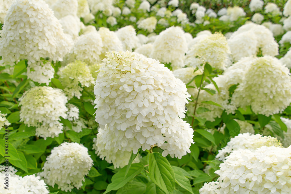 Beautiful white flowers of Hydrangea paniculata, panicled hydrangea in the garden.