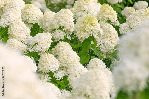 Beautiful white flowers of Hydrangea paniculata, panicled hydrangea in the garden.