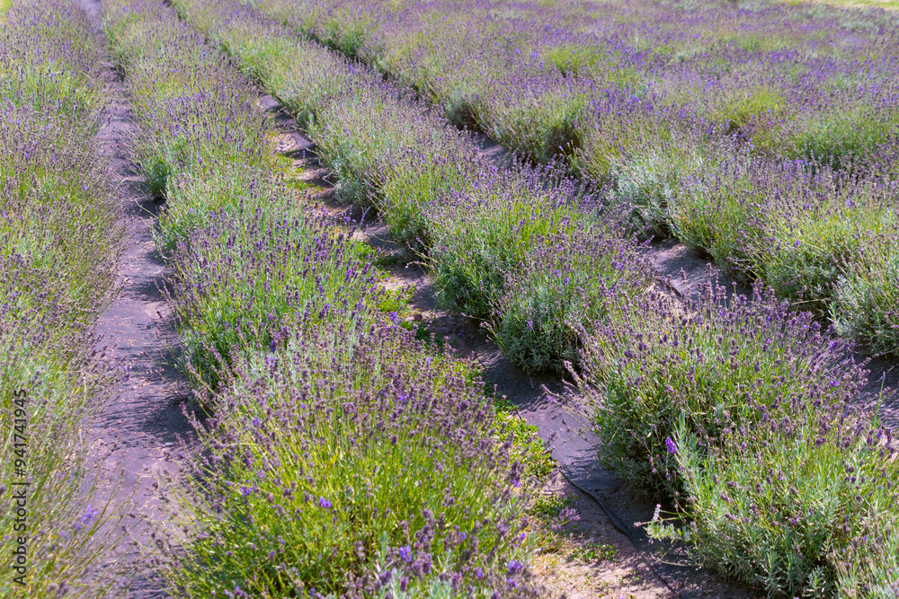 Fototapeta premium Lavender field. Beautiful purple decorative flowers. Lavandula.