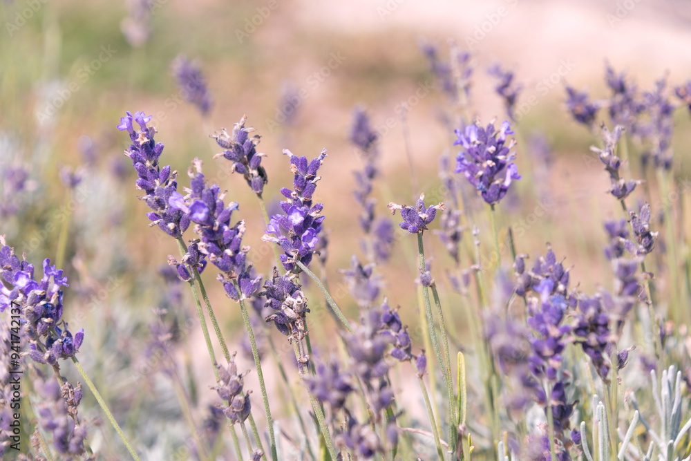 Lavender flowers, close-up. Beautiful purple decorative flowers. Lavandula. perennial flowering plants.