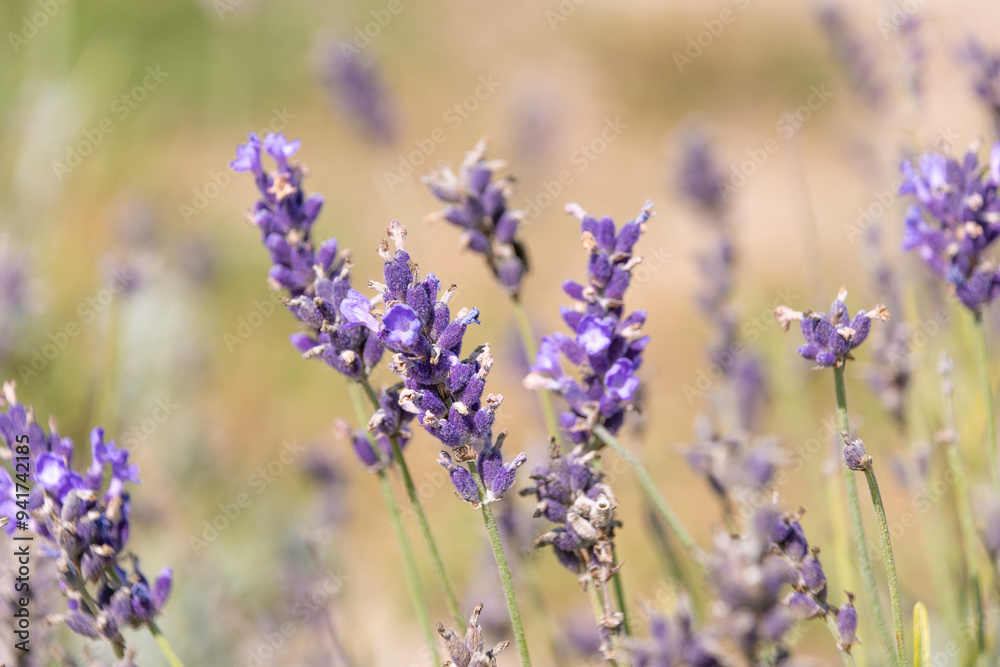 Obraz premium Lavender flowers, close-up. Beautiful purple decorative flowers. Lavandula. perennial flowering plants.