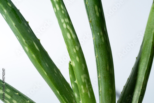 Close-up of lush aloe vera stalks for beauty uses