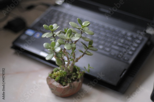 notebook with mini bonsai photo