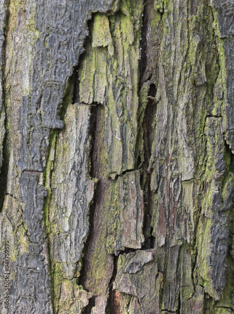 Fototapeta premium Prunus salasii tree bark texture with peeling layers and green moss details