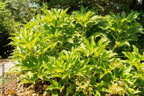 Helianthemum Canum plant in Zurich in Switzerland photo