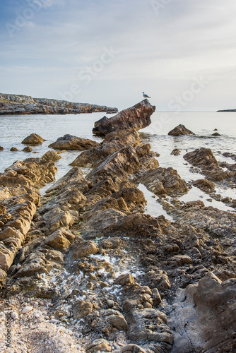 A landscape with a rocky coast, the sea and a seagull sitting on one of the stones.