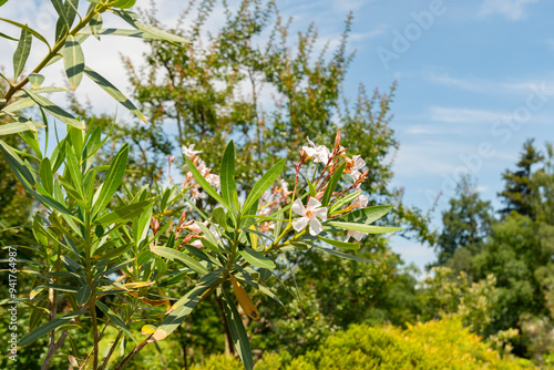 Oncocalyx Schimperi plant in Zurich in Switzerland photo