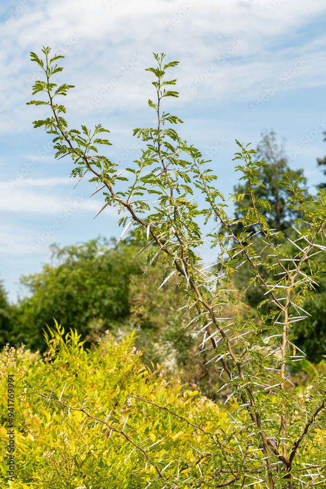 Fototapeta premium Sweet thorn or Vachellia Karroo plant in Zurich in Switzerland