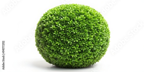 A Lush Green Sphere of Foliage, Isolated on White, Bush, Plant, Nature, Garden photo