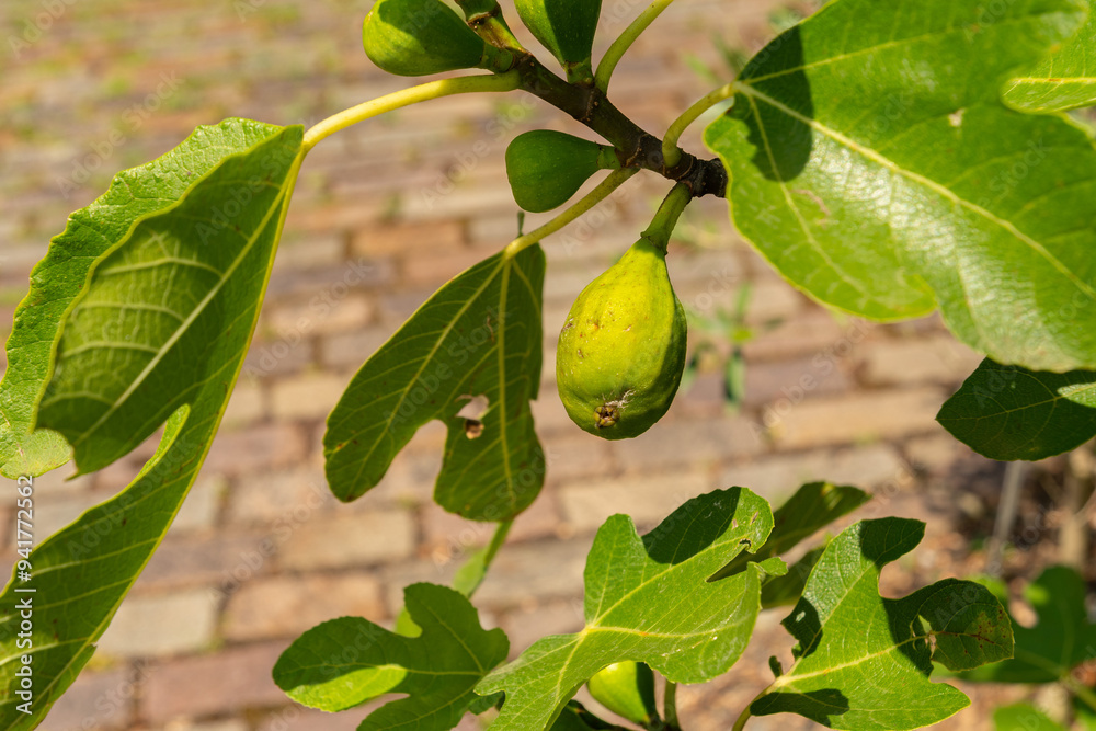 Fig or Ficus Carica plant in Zuich in Switzerland Fig or Ficus Carica plant in Zuich in Switzerland