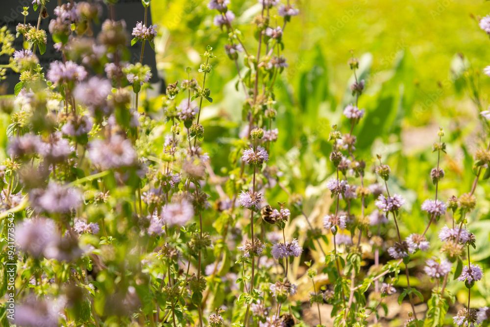 Pennyroyal or Mentha Pulegium plant in Zurich in Switzerland Pennyroyal or Mentha Pulegium plant in Zurich in Switzerland