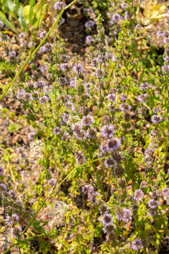 Fototapeta premium Pennyroyal or Mentha Pulegium plant in Zurich in Switzerland