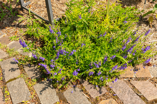 Baikal skullcap or Scutellaria Baicalensis plant in Zurich in Switzerland photo