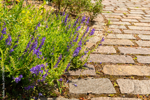 Photos Baikal skullcap or Scutellaria Baicalensis plant in Zurich in Switzerland