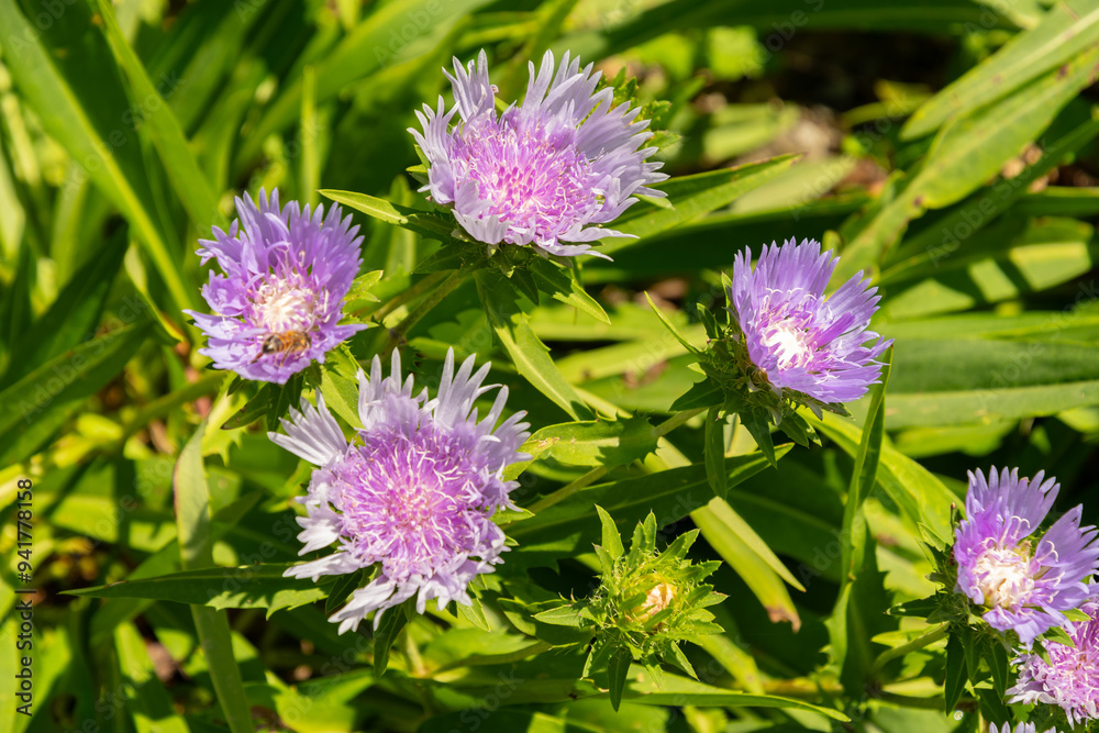 Stokes aster or Stokesia Laevis plant in Zurich in Switzerland Stokes aster or Stokesia Laevis plant in Zurich in Switzerland