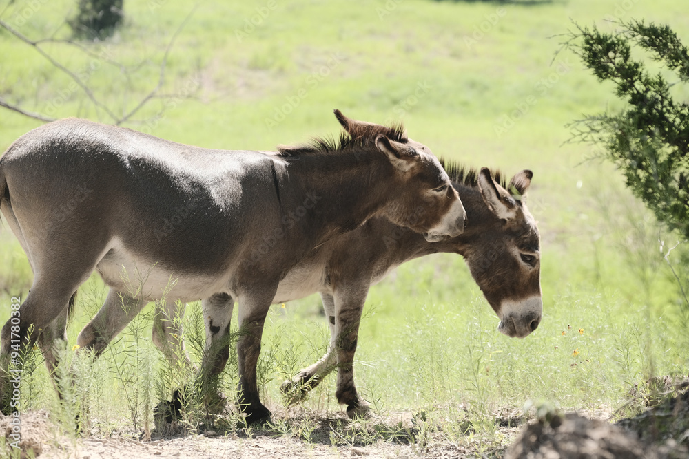 Mini donkeys playing in farm field during summer outdoors. Mini donkeys playing in farm field during summer outdoors.