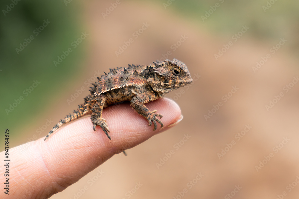 Close-up of a textured horned lizard on a human fingertip Close-up of a textured horned lizard on a human fingertip