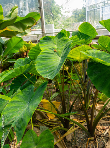 Colocasia Esculenta plant in Zurich in Switzerland