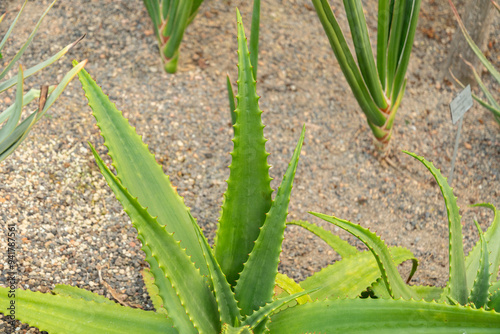 Aloe Secundiflora plant in Zurich in Switzerland photo