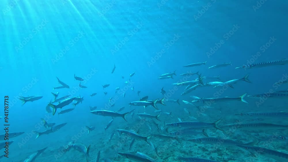 A school of Barracudas swim towards the blue in the rays of the sun. Filmed in Sardinia, Mediterranean Sea. A school of Barracudas swim towards the blue in the rays of the sun. Filmed in Sardinia, Mediterranean Sea.