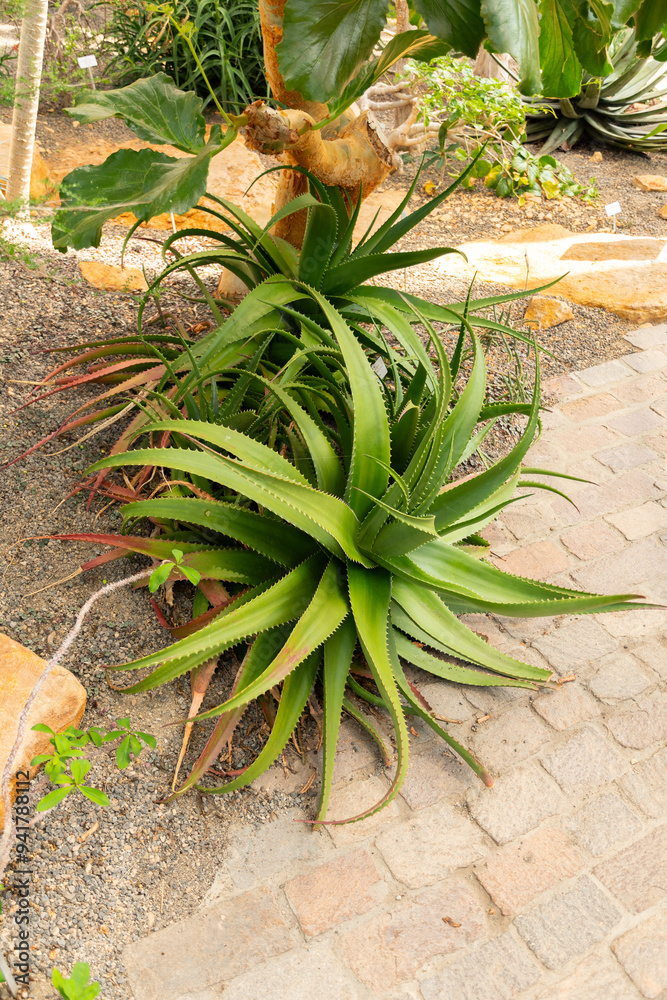 Aloe Bussei plant in Zurich in Switzerland Aloe Bussei plant in Zurich in Switzerland