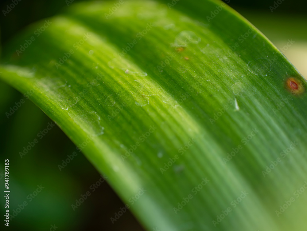 Photo of a leaf with a distinctive, detailed, curved leaf texture Photo of a leaf with a distinctive, detailed, curved leaf texture