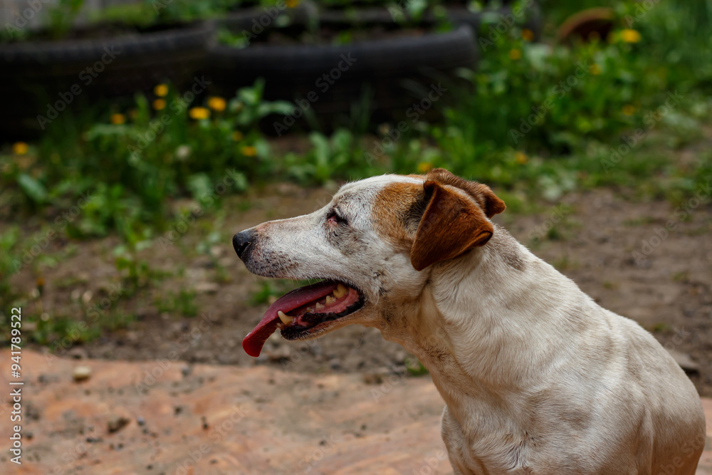 Portrait of a Jack Russell Terrier in the yard of a house. Portrait of a Jack Russell Terrier in the yard of a house.