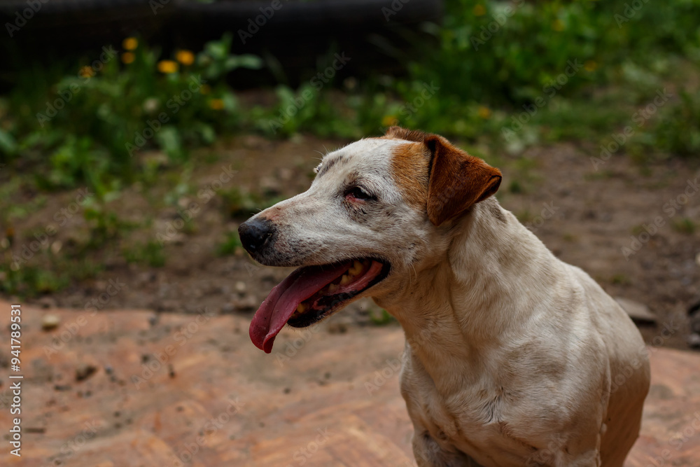 Portrait of a Jack Russell Terrier in the yard of a house. Portrait of a Jack Russell Terrier in the yard of a house.