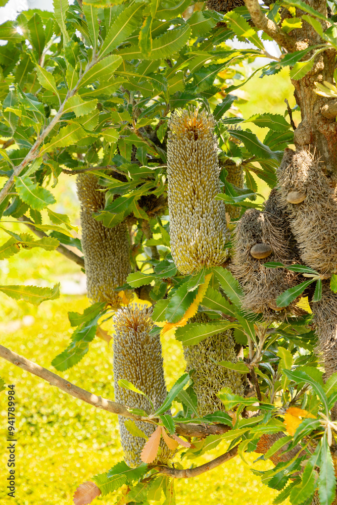 Saw banksia or Banksia Serrata plant in Zurich in Switzerland Saw banksia or Banksia Serrata plant in Zurich in Switzerland