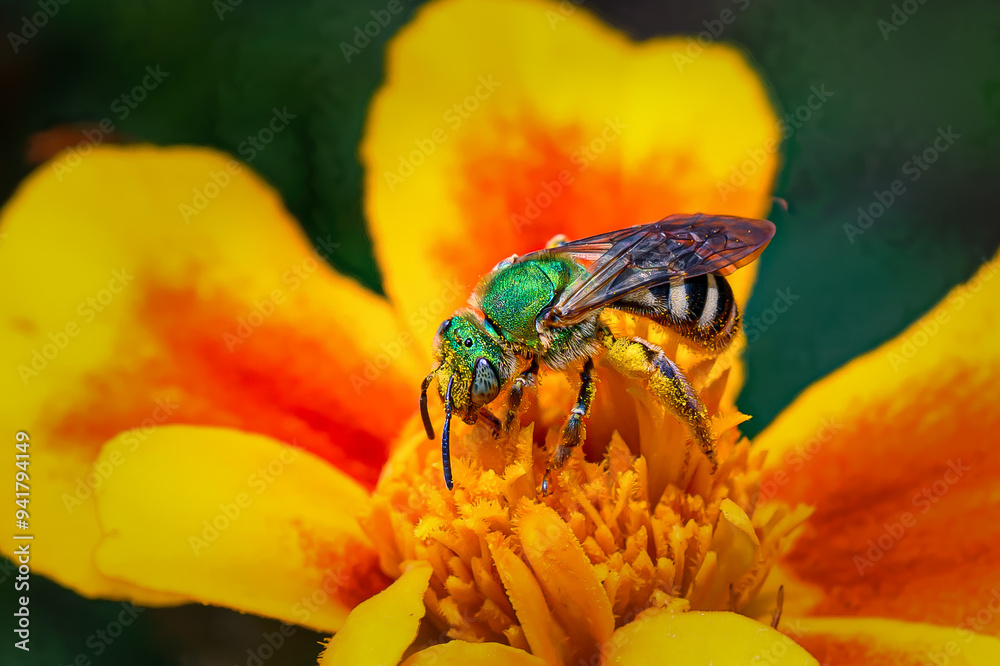 Φωτογραφία The genus Agapostemon is a common group of Western hemisphere sweat bees of generally green or blue appearance (head and thorax always, sometimes also the abdomen in some females)