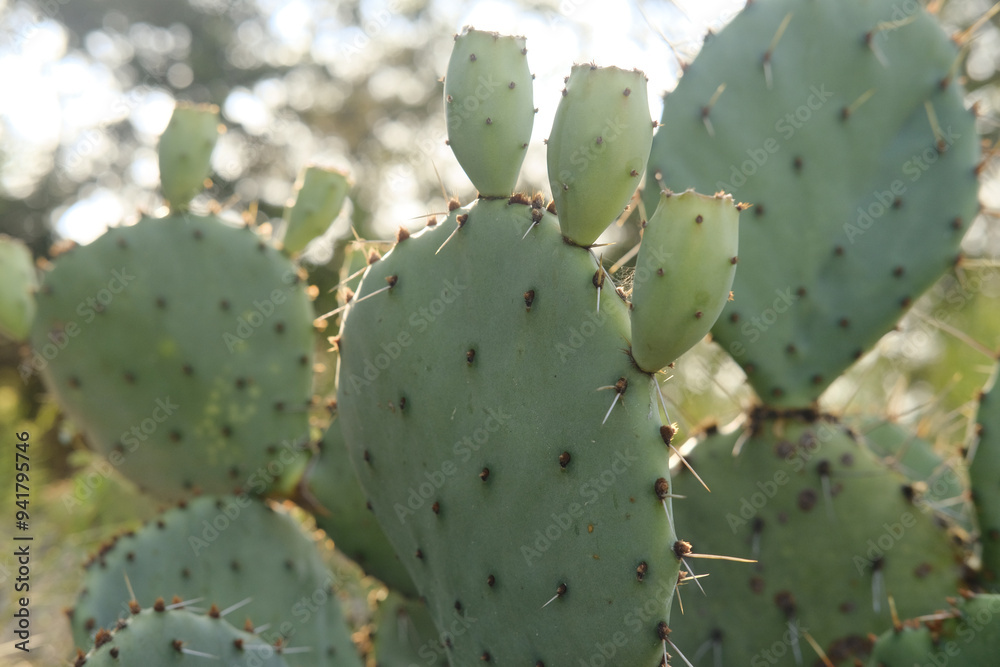 Natural prickly pear cactus growing fruit closeup on plant during summer in Texas nature. Natural prickly pear cactus growing fruit closeup on plant during summer in Texas nature.