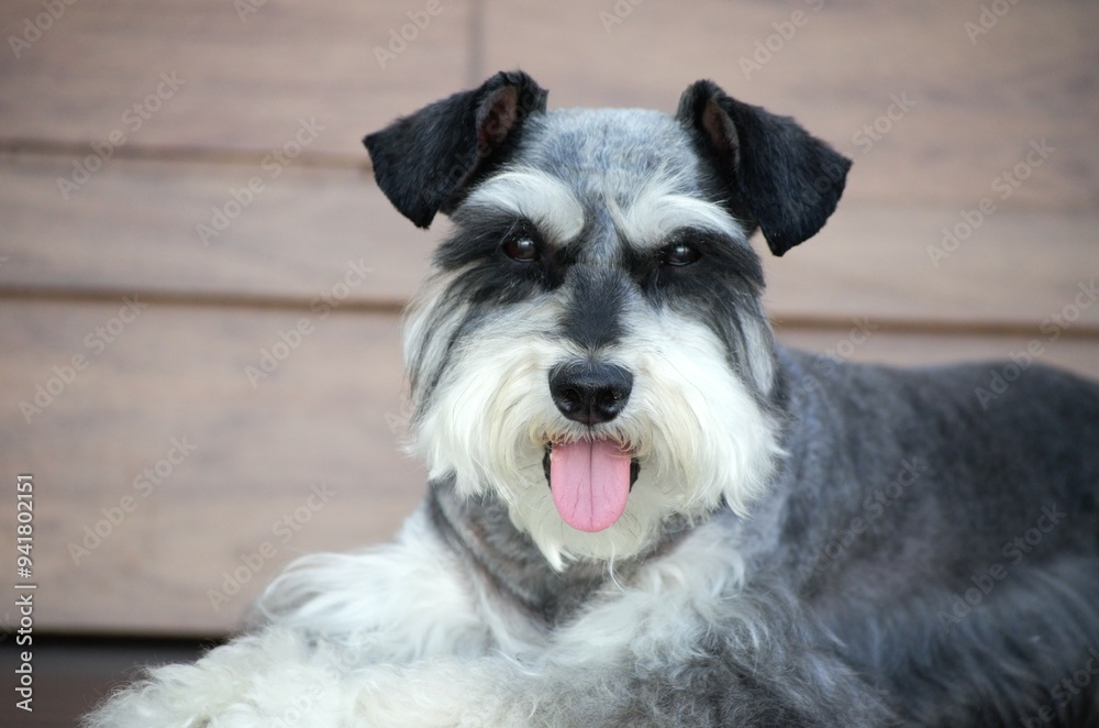 Schnauzer dog Schnauzer dog