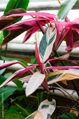 Stromanthe sanguinea, stromanthe triostar
