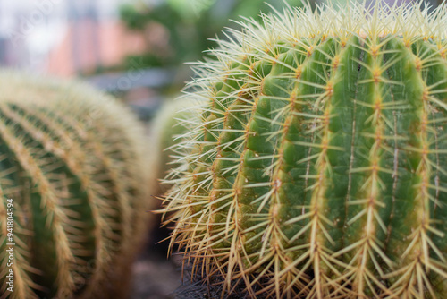 close up of cactus