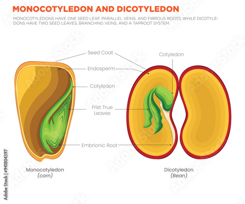 Monocotyledon vs. Dicotyledon Key Differences in Seed Leaves, Veins, and Root Systems