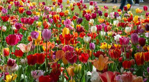 field of colorful tulips