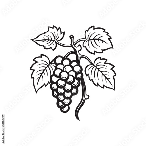 grapes Fruits silhouette vector, isolated on white background, black and white silhouette vector and illustration, grape silhouette, silhouette style