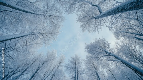 Snow-covered branches in a winter forest, with room for copy in the sky above