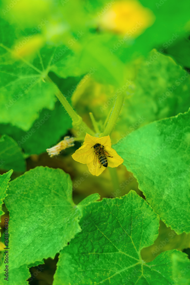 Vertical shot of bee collecting pollen from yellow flower of cucumber plant in garden on sunny summer day in vegetable garden. Process of pollination of plants, without which there will be no fruiting Vertical shot of bee collecting pollen from yellow flower of cucumber plant in garden on sunny summer day in vegetable garden. Process of pollination of plants, without which there will be no fruiting