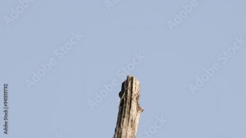 Beautiful multi-colored dragonfly on a stem,. Close-up of ruddy darter camouflaged with rusted wall, Dragonfly Resting In Sunlight. photo