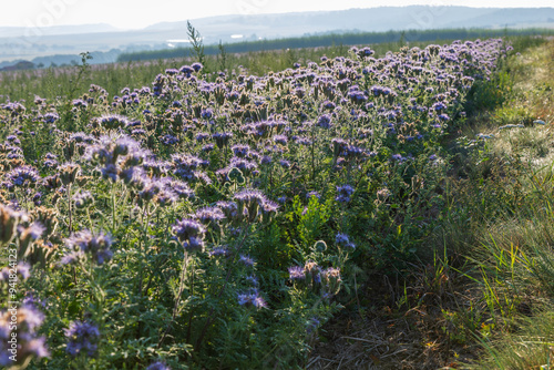 Beautiful landscape - Mohenska hadcova steppe nature reserve photo