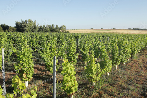 Vignes de Reuilly