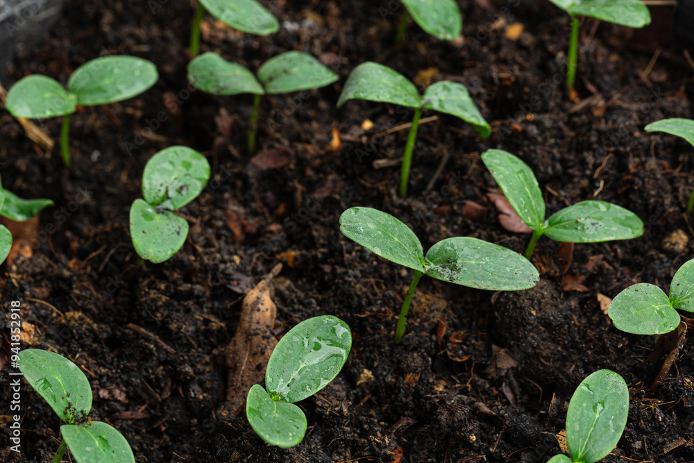 Close-up of seedlings,selective Close-up of green seedling.Green salad growing from seed Close-up of seedlings,selective Close-up of green seedling.Green salad growing from seed