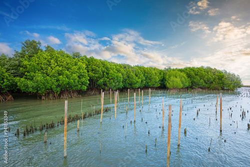 Tropical mangrove forest under sunlight with cloudy blue sky in phang nga bay, Thailand. photo