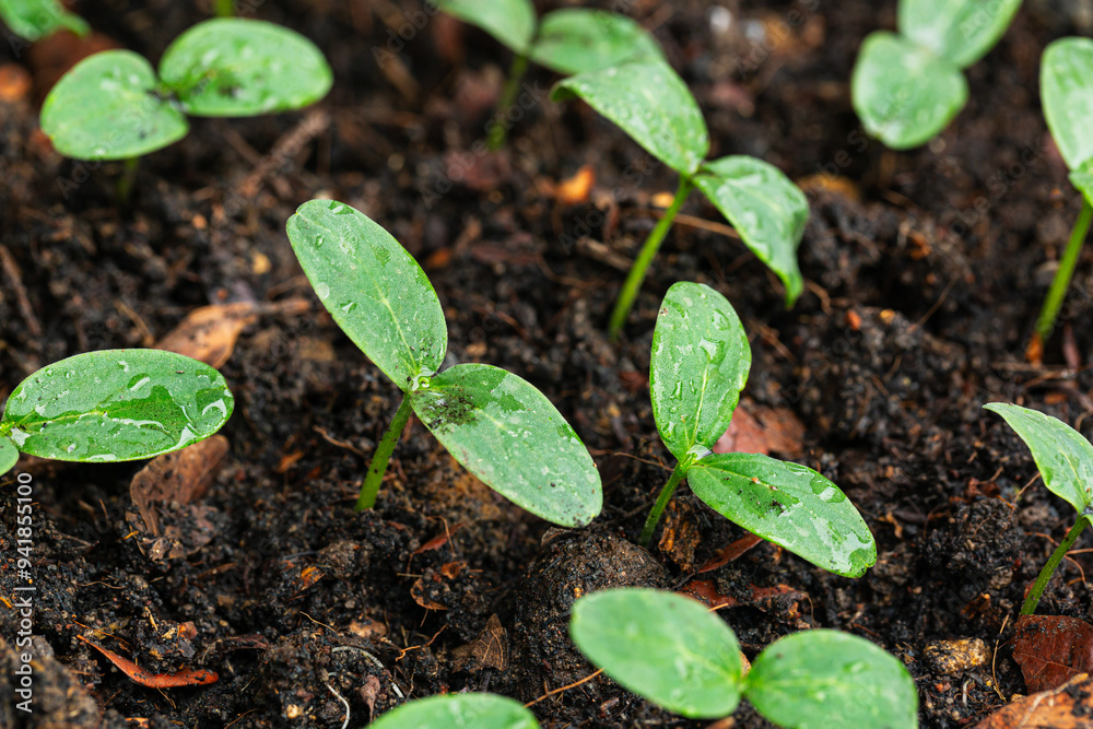 Close-up of seedlings,selective Close-up of green seedling.Green salad growing from seed Close-up of seedlings,selective Close-up of green seedling.Green salad growing from seed