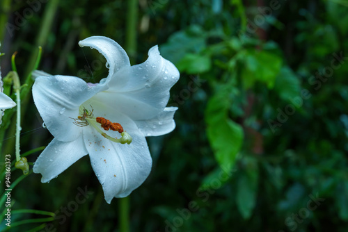 雨に濡れるユリの花 photo