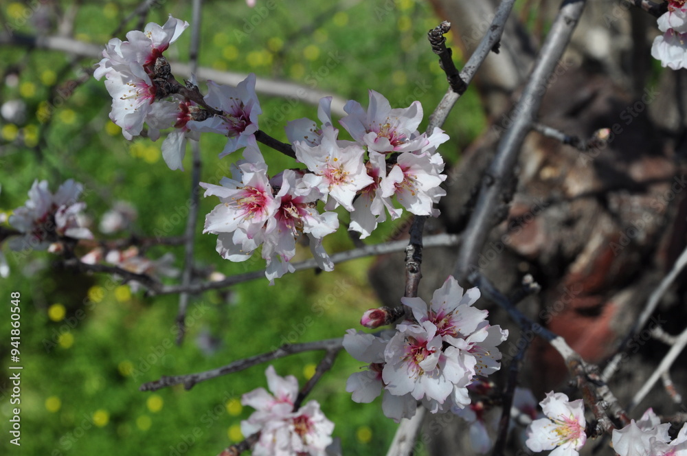The beautiful Almond on the farmland The beautiful Almond on the farmland